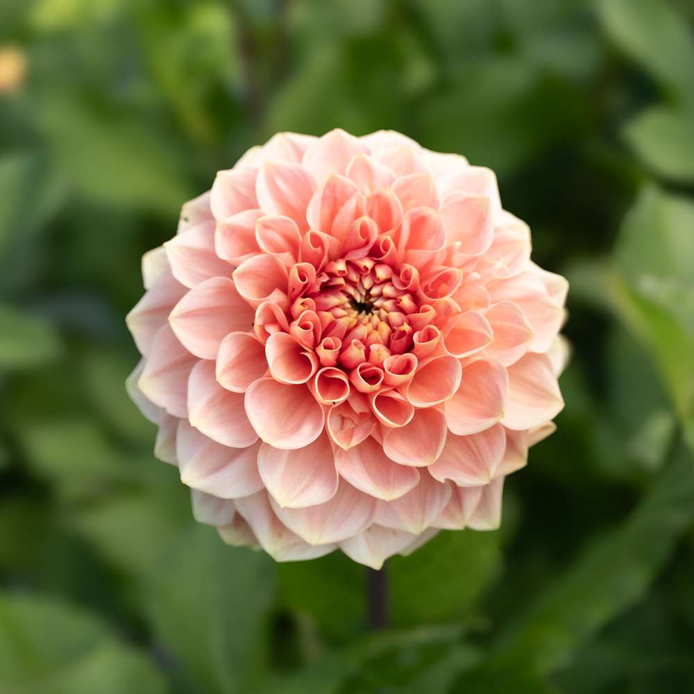 Dahlia 'Romance'